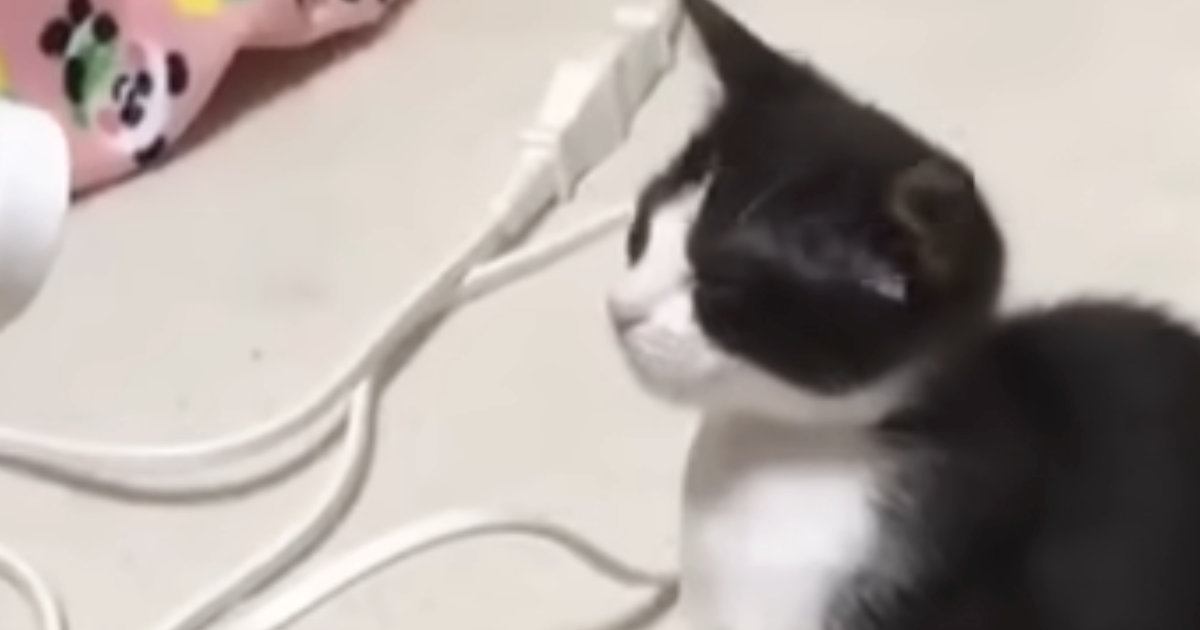 ドライヤーを使っていたら、子猫が近づいてきて…反則級に可愛い『まさかの展開』が46万再生「パンチ届いてないｗ」「ニコニコしてしまう」