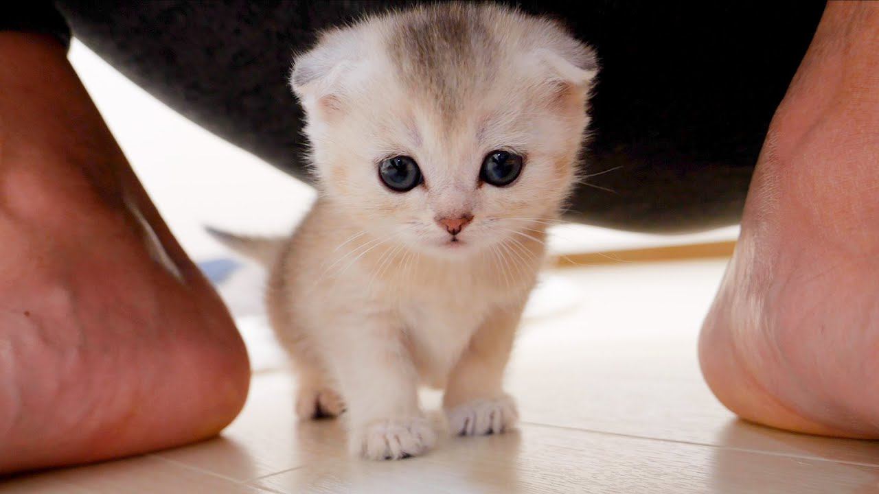 子猫の食事の時間が近づくと…『甘えモード』になる様子が可愛すぎると32万8000再生「何じゃこの天使は」「神や仏に感謝」の声