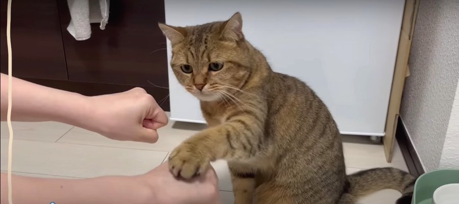 ルール無用？猫ちゃんの"どっち遊び"