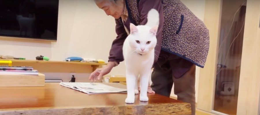 お婆ちゃん大好きな猫ちゃん！スリスリが止まらない♡