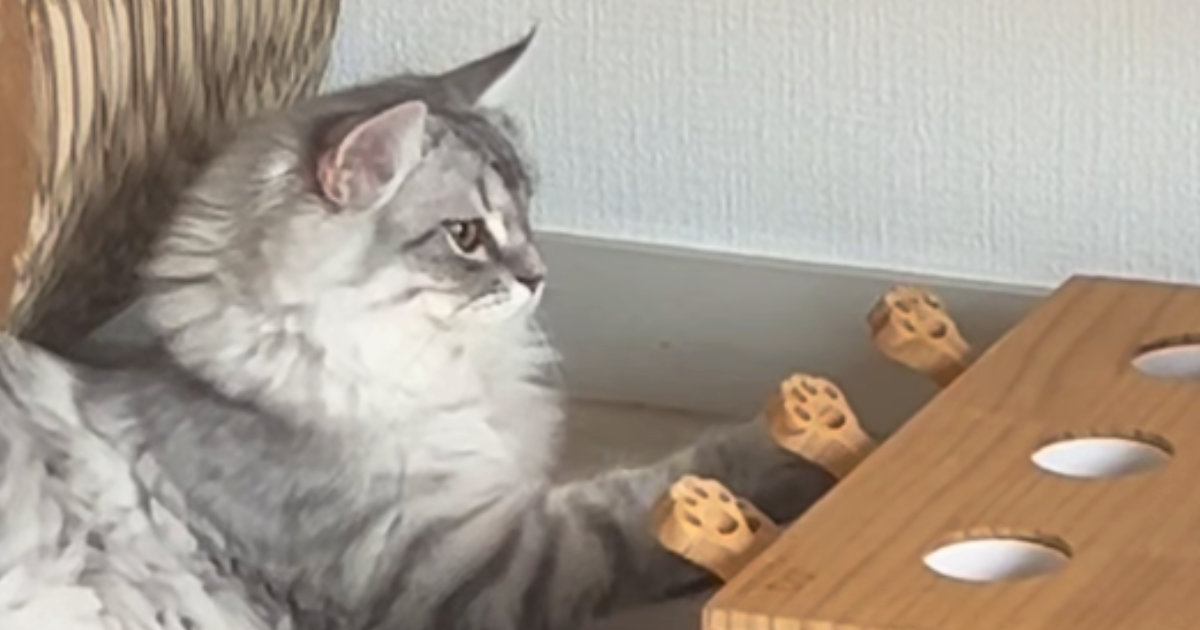 猫が『スイッチを押すと人形が出てくるおもちゃ』で遊び始めた結果…賢すぎる行動が129万再生「ちゃんと学習するんだ」「天才だと思う」