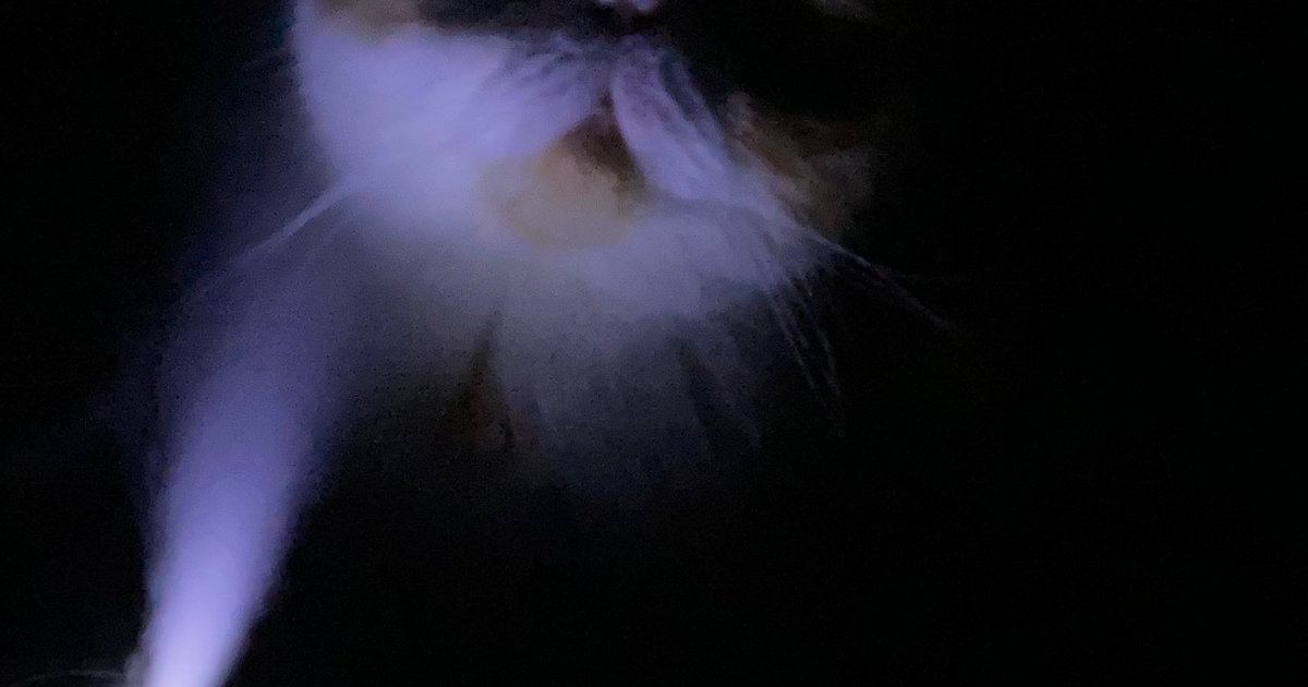 加湿器をつけて寝ていると猫がやってきて…飼い主が恐怖を感じた『ホラーな光景』に爆笑の声「怪談話が始まるのかなｗ」「お化け屋敷みたい」