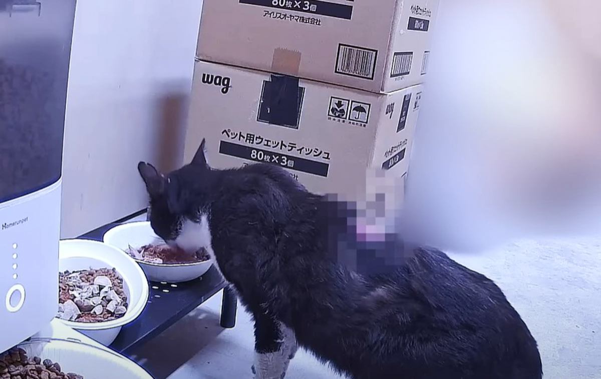 背中を大ケガした『威嚇が止まらない猫』に話しかけ続けた結果…信じられないほどの姿に涙する人続出「感動をありがとう」「すごい」