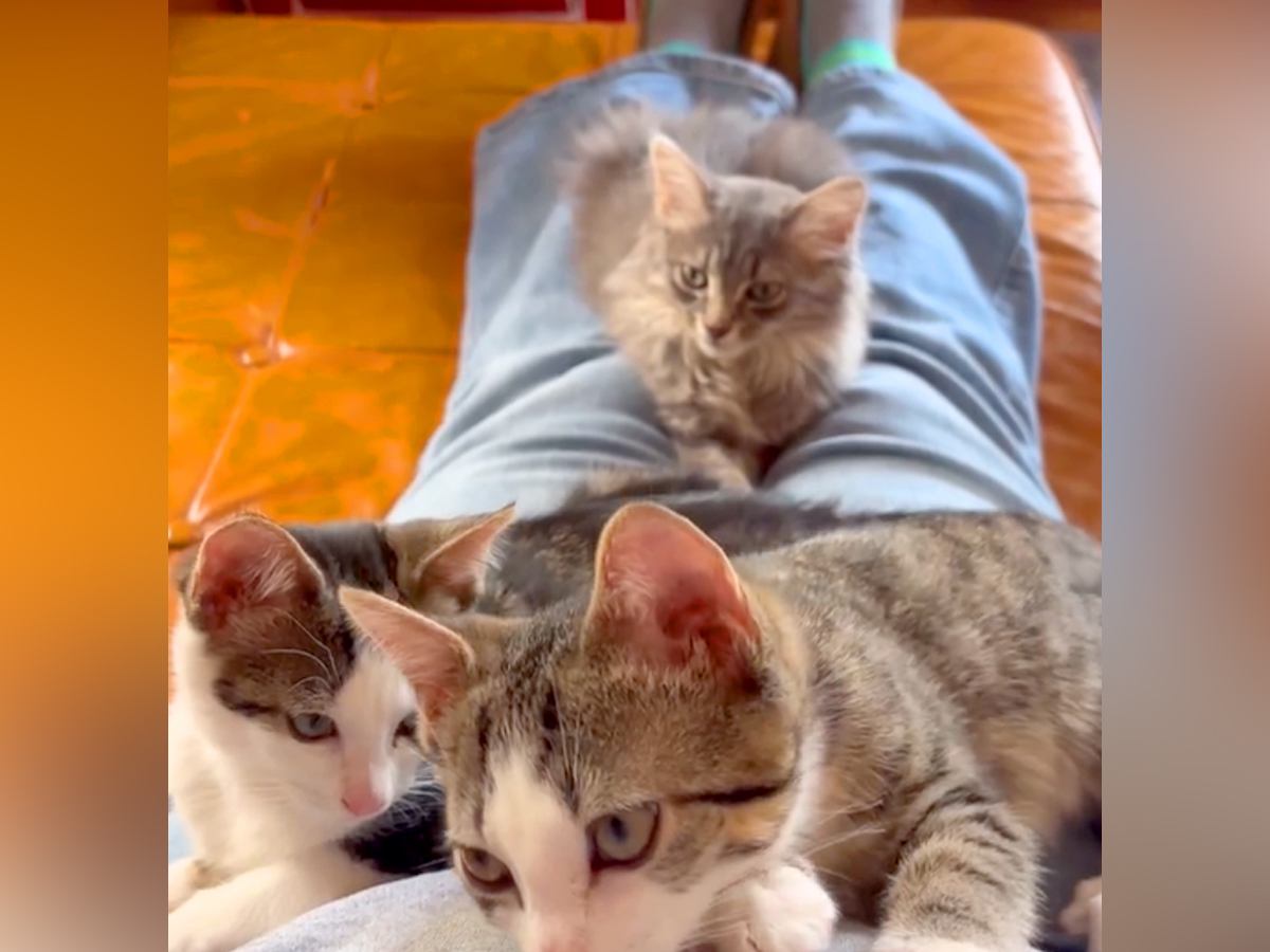 足を伸ばして座ると、５匹の子猫が順番に乗ってきて…まるで毛布をかけたような『飼い主から見た光景』が尊すぎると83万再生「羨ましい」＜海外＞
