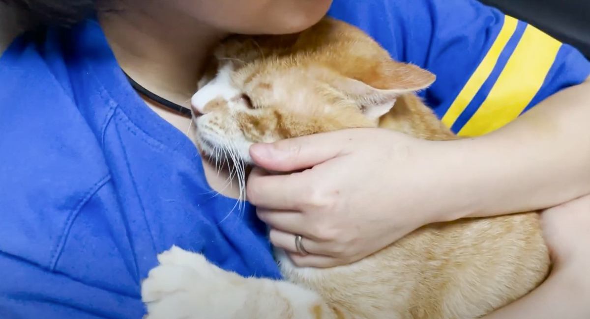 保護した野良猫を抱っこしていたら、先住猫が…『素敵な行動』に思わず涙する人続出「泣けた」「なんて素晴らしい光景」と8万7000再生