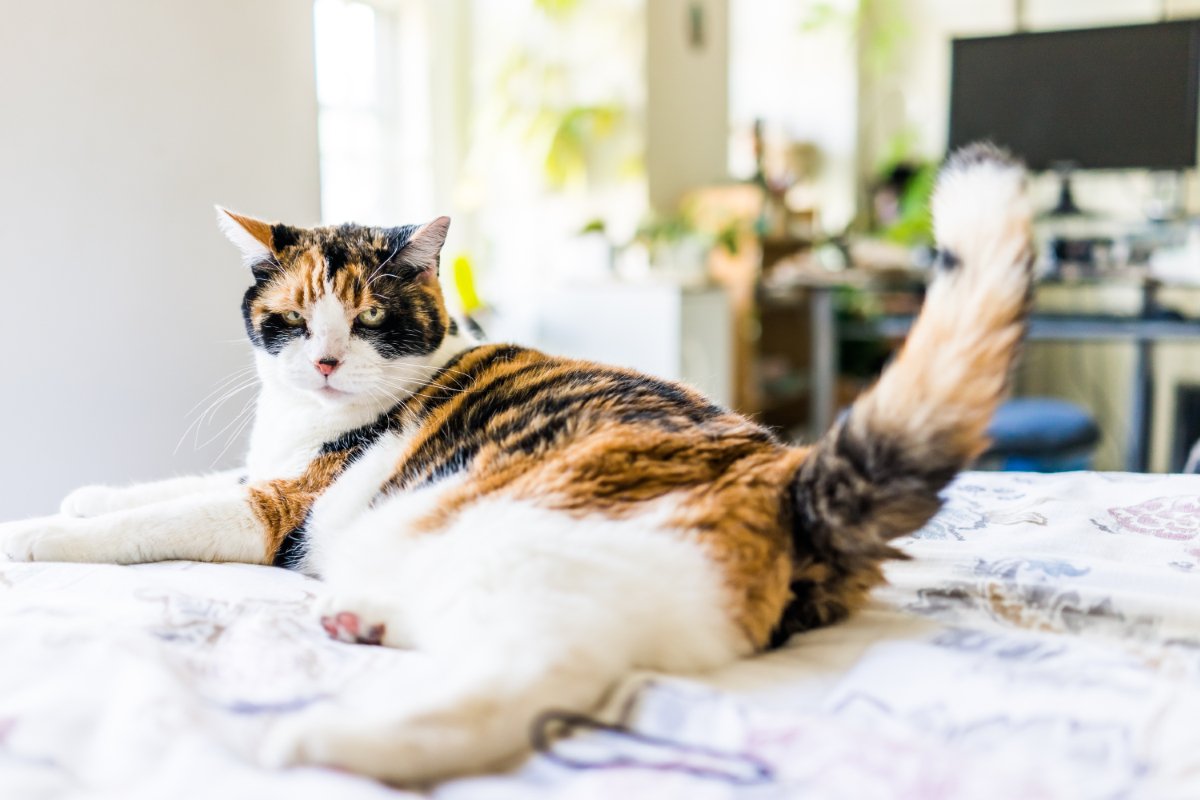 猫が『しっぽを振っている』ときに考えられる心理8つ　振り方別の意味や気持ちを読み取るコツまで