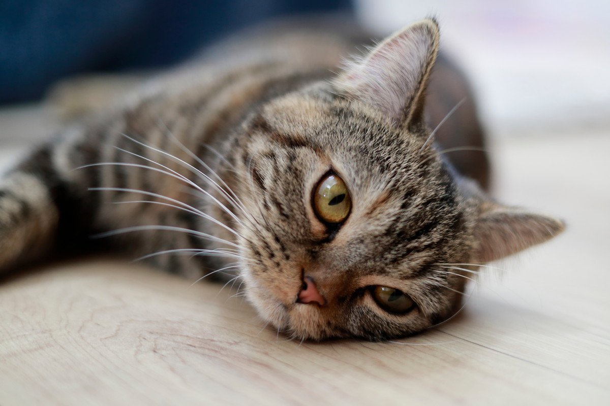 猫が『脱水症状』になっているときのサイン4つ　応急処置の方法や心がけるべき予防法も解説