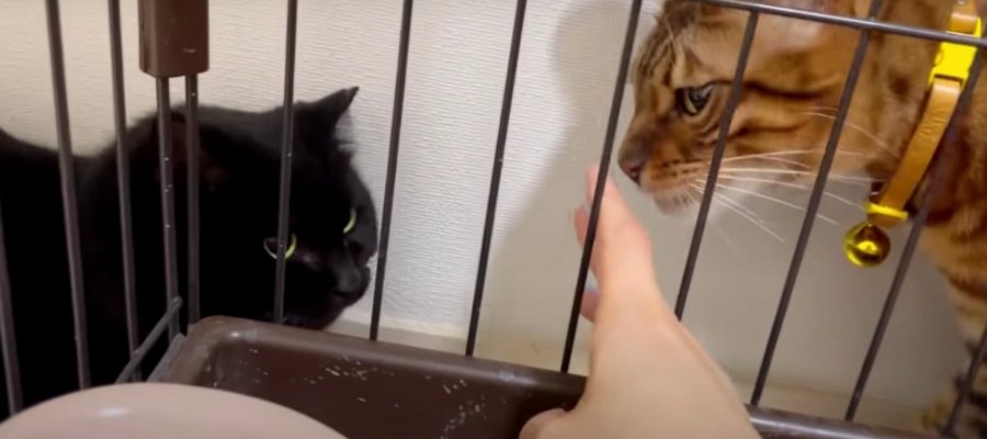 ここはぼくのおうちだにゃ！保護猫さんと対面して怒った猫さん