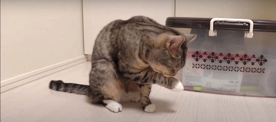 気まぐれ？猫ちゃんの真似っこ毛づくろい♪