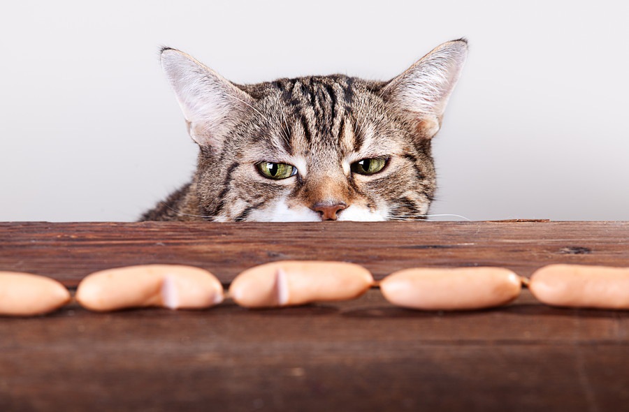 猫が食欲不振になる原因とその対処法