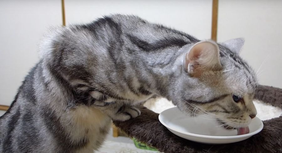 立ち食いを見られた猫ちゃんの照れ隠し♪