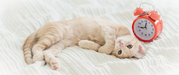 猫の体感時間は人と同じ？早く歳を取る愛猫の為にできる３つの事