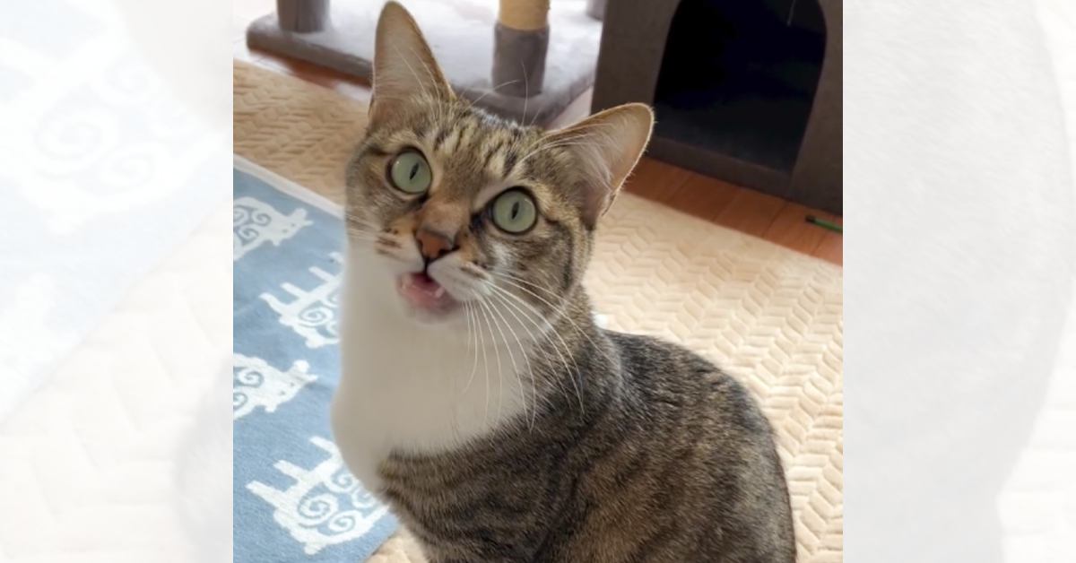 仕事に向かうため、猫に『お留守番』をお願いしたら…あまりにも愛おしい『返事をする様子』が32万再生「お喋り上手」「とっても可愛い」