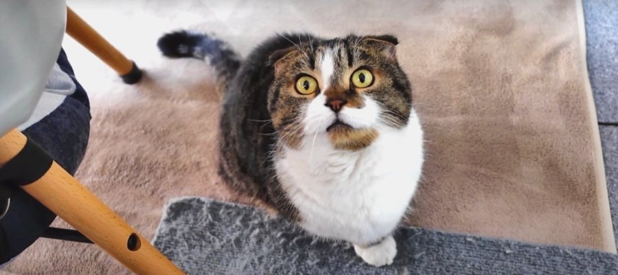 ハンモックにちょこんとおさまる猫ちゃんと弱々しい鳴き声が可愛い猫くん♡