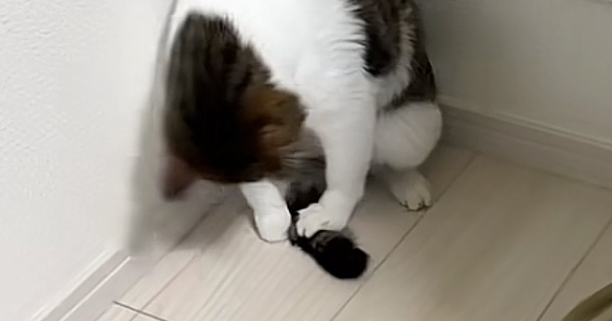 猫が必死になって『自分のしっぽ』を捕まえようとした結果…まさかの光景に２万いいね「柔道の受け身ｗ」「動きが綺麗すぎるｗ」と爆笑の声