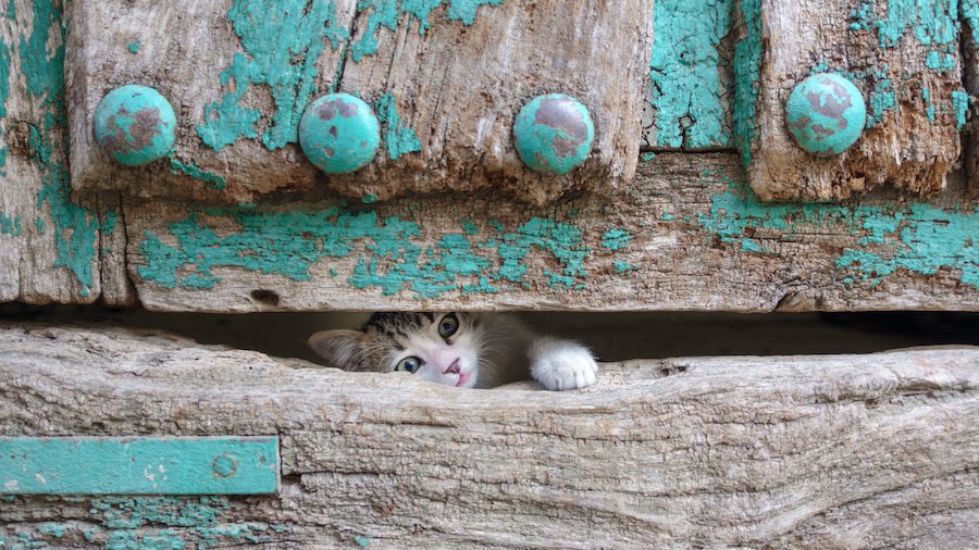 飼い主のトイレ中に猫がドアの下から手を入れてくる理由５つ