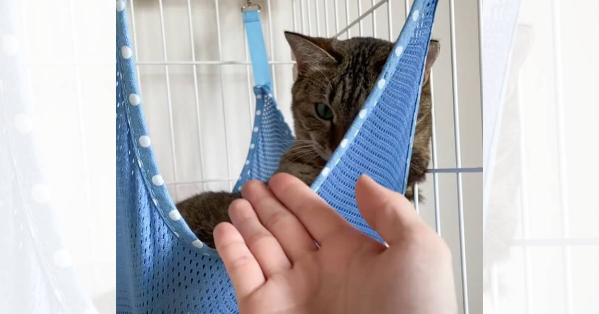 『パパとママで反応が違いすぎる猫』→お互い手を出してみると……まさかの瞬間が78万再生「もう目つきからして違うｗ」「当たり強くて草」