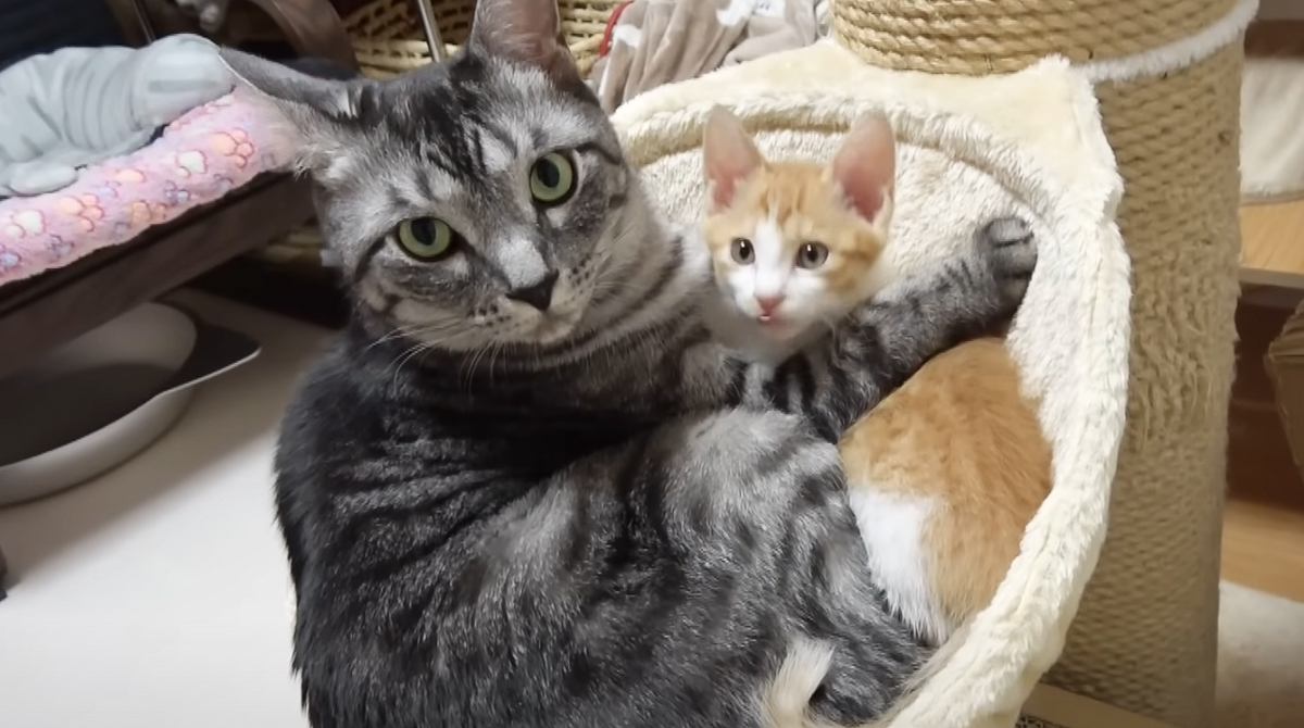 新入り子猫を威嚇していた先住猫が、１週間後……信じられないほどに変化した姿が17万再生「なんてほっこりｗ」「可愛すぎやろおおおおお」