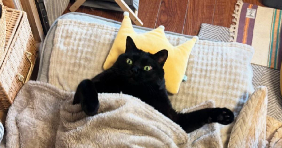 コタツのとなりで寝ている黒猫を見ると…あまりにも『人間味あふれる光景』に３万いいね「中の人感が半端ないｗ」「完全に人間ｗ」と爆笑の声