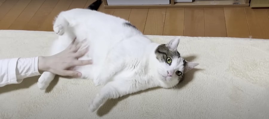 まるで米俵のよう？ナデナデされると転がっちゃう猫ちゃん