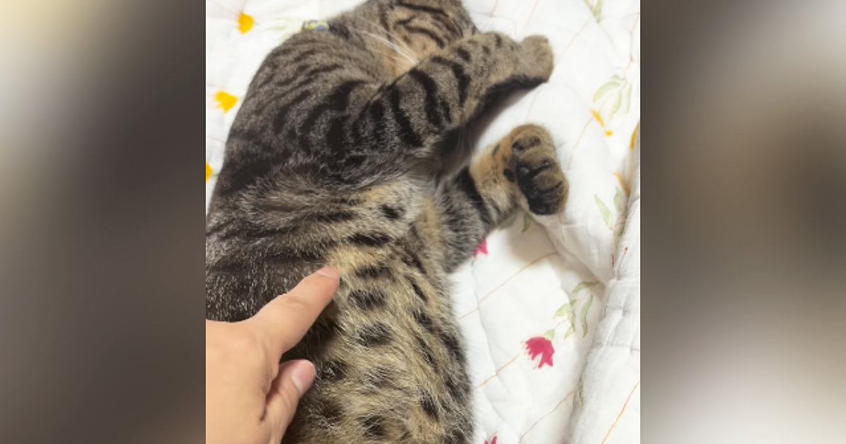 布団の上で熟睡していた猫→お腹をちょんちょんと触ってみた結果…可愛すぎる反応に1万いいね「何かしたくなるのわかるｗ」「たまらん」