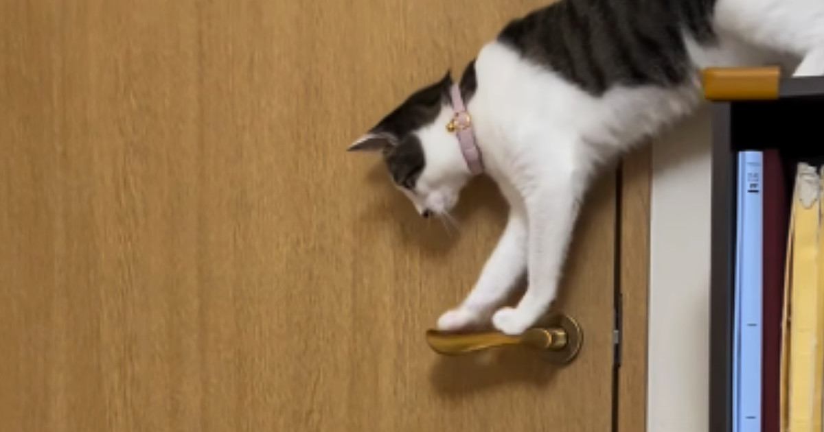 なぜかドアが開いて『部屋から出てくる子猫』→不思議に思っていたら…『衝撃の瞬間』が216万再生「連携プレイｗ」「えーすごい」と絶賛