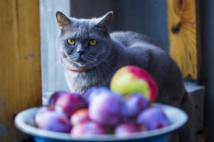 猫に果物を与えてもいい？与えていい果物・危険な果物を解説！