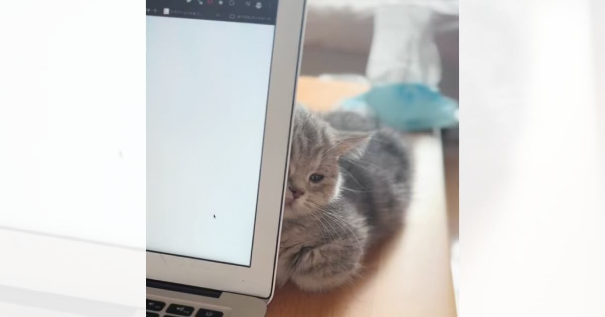 作業中で構ってあげられなかった結果…子猫が見せた『まさかの行動』が可愛すぎると51万再生「絶対拗ねてるｗｗ」「私よりパソコンなんでしょ」