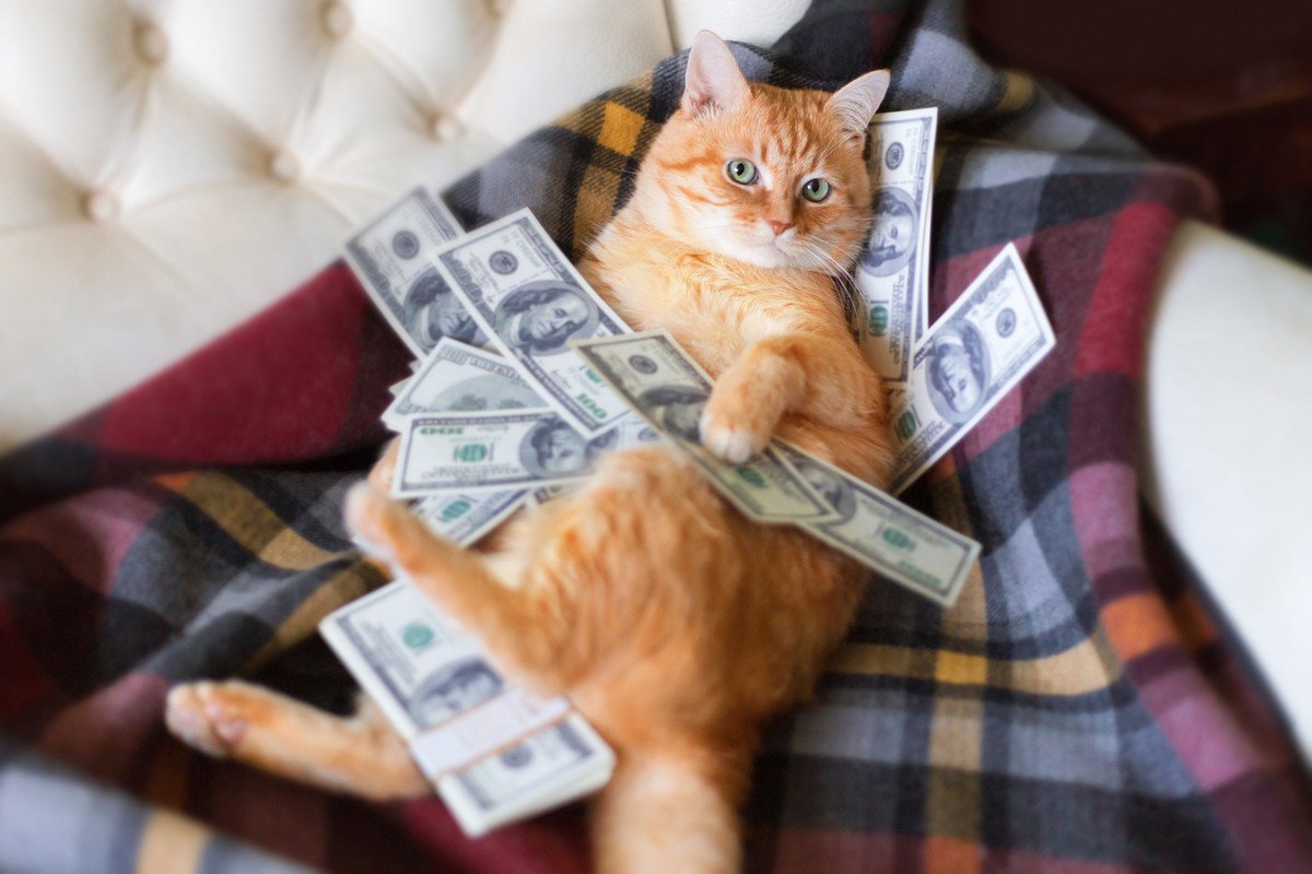 猫を迎えて初めて知る『猫暮らしの理想と現実』4選　“思っていたより…”な、いいこと・困ったこと