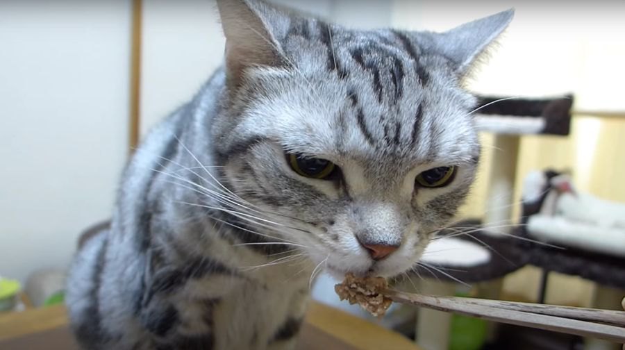 ちょっとだけパクパク…残したごはんを気にする猫ちゃん