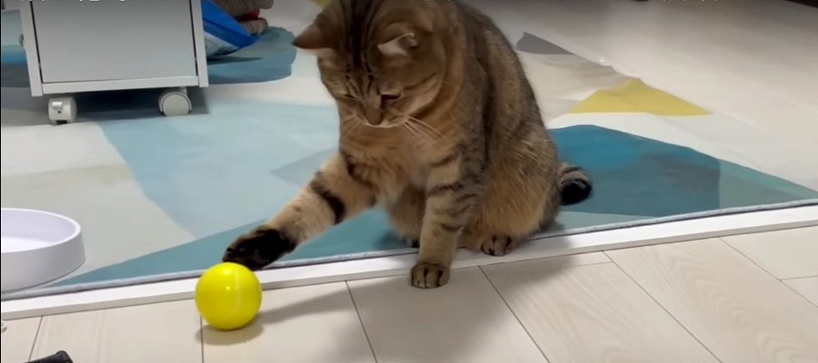 タイミングが合わないにゃ〜！猫ちゃんのボール遊び