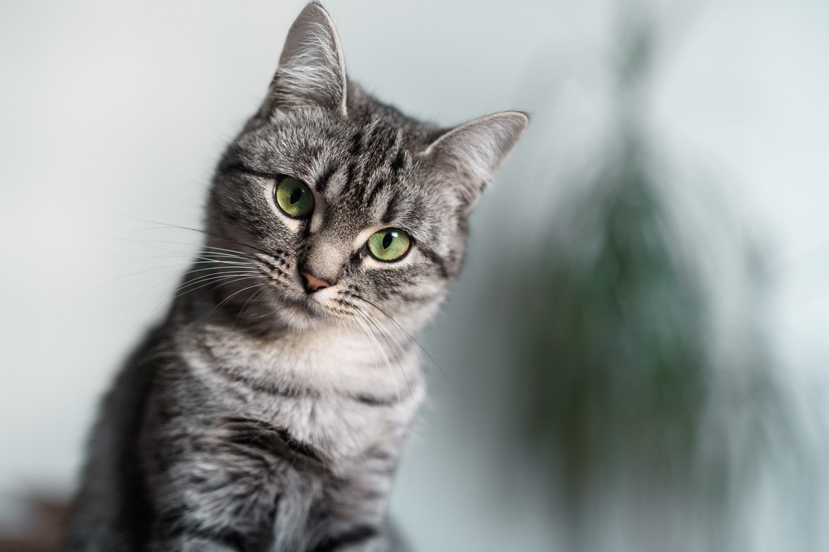 猫から聞こえてくる『可愛い音・困った音』3選　日常で耳にするシーンや人に与える影響も解説