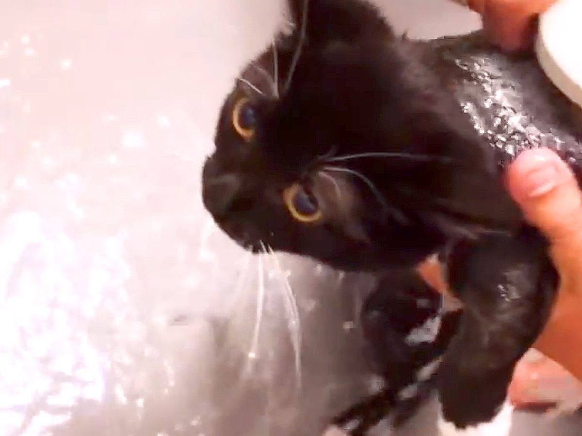 黒白の赤ちゃんネコを『初めてのお風呂』に入れた結果…思わず応援したくなる『尊い光景』に「とても癒された」「優しい子なんだね」と反響