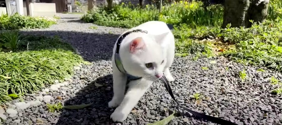 お外に興味津々！庭散歩を満喫する猫ちゃん