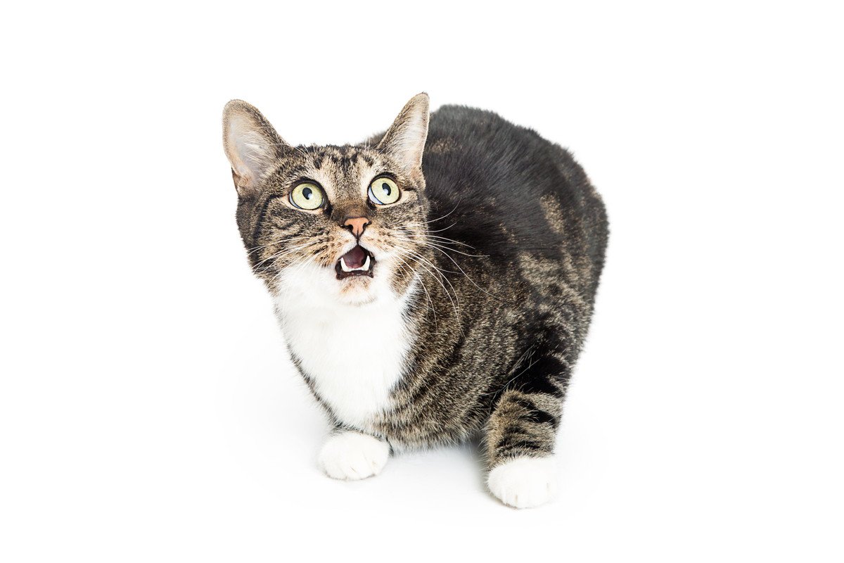 猫に『除菌シート』が危険な理由3つ　安全な代用品ってどんなもの？