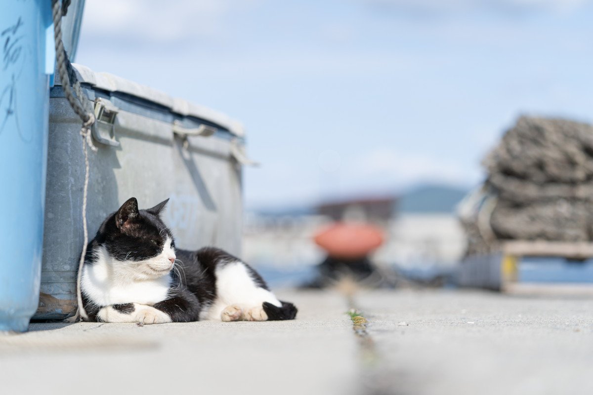 猫好きさんが旅行に行くなら…おすすめしたい『猫好きな国』4選