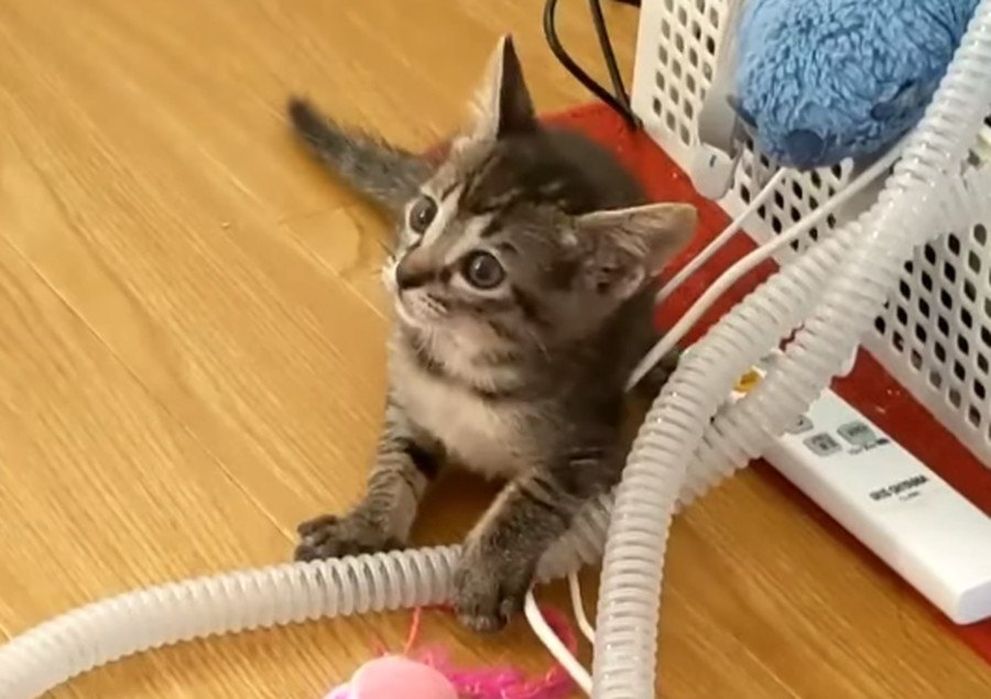 いつ覚えた？子猫のがおー！