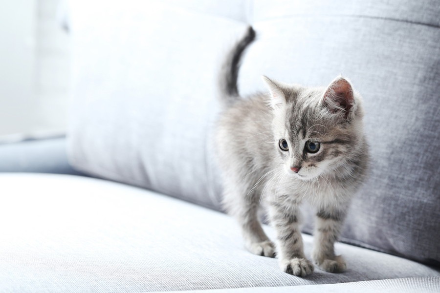 一人暮らしで猫を飼うメリットと気をつけたい点