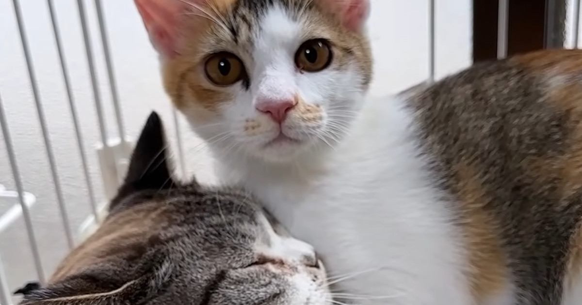 昼は子猫たちを優しく見守る先住猫、夜になると……微笑ましい光景に癒される人が続出「無邪気さが愛おしい」「ずっと見ていられる」