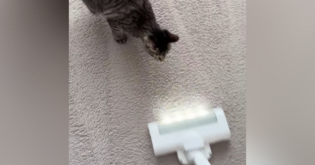 掃除機に向かってダッシュしてきた猫→次の瞬間…猫とは思えない『まさかの光景』が161万再生「モップ掛けになってるｗ」「初めて見たｗ」