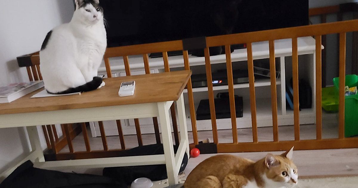 部屋にいる猫は2匹だけ…かと思いきや、よーく目を凝らすと→まさかの場所にいる3匹目に「反射かと思ったらｗ」「全くわからなかった」の声