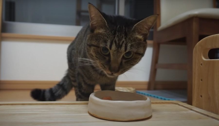 あっという間に食べちゃった！初めての鮭に大興奮する猫ちゃん『パート２』