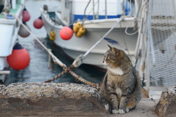 【獣医師監修】猫にタコはNG！食べてはいけない理由を解説！