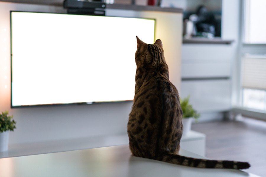 テレビを猫から守る！イタズラ対策４選