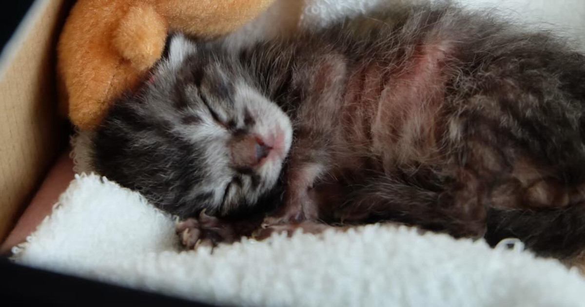 家の近くに捨てられていた『生まれたばかりの赤ちゃん猫』→会社で育てられて…現在の様子に感動「ずいぶんと大きくなったね」「ほっこりした」