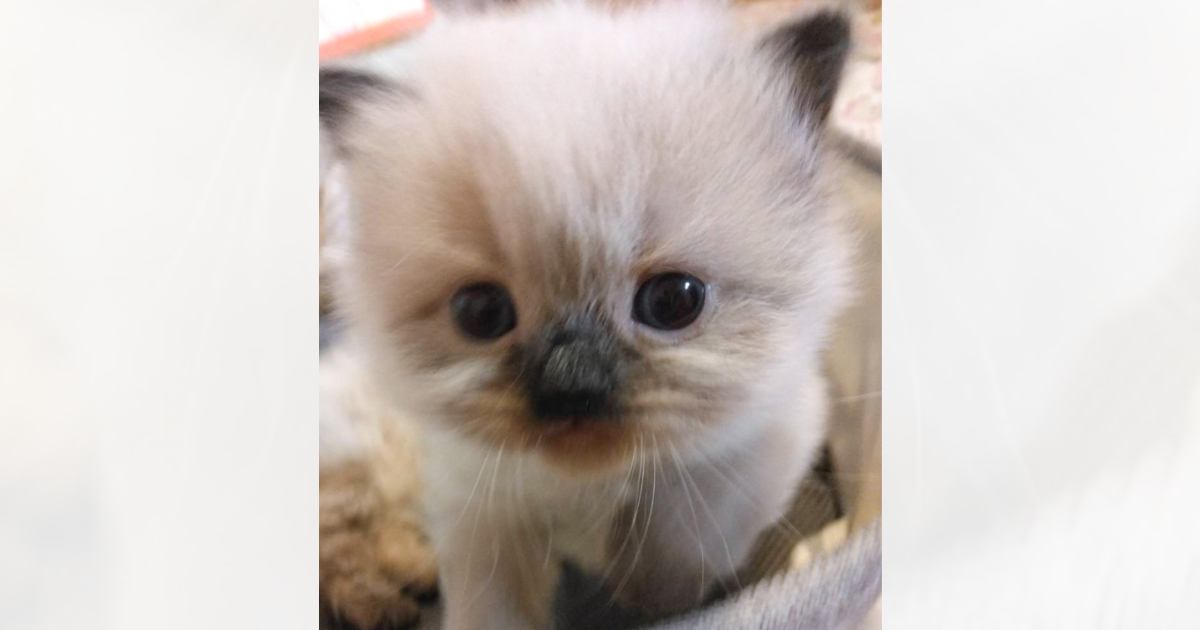 ヒマラヤンの子猫→成長と共に顔の模様が変化していって…とんでもなく可愛い『ビフォーアフター』に３万いいね「素晴らしい」「たまらんね」と話題