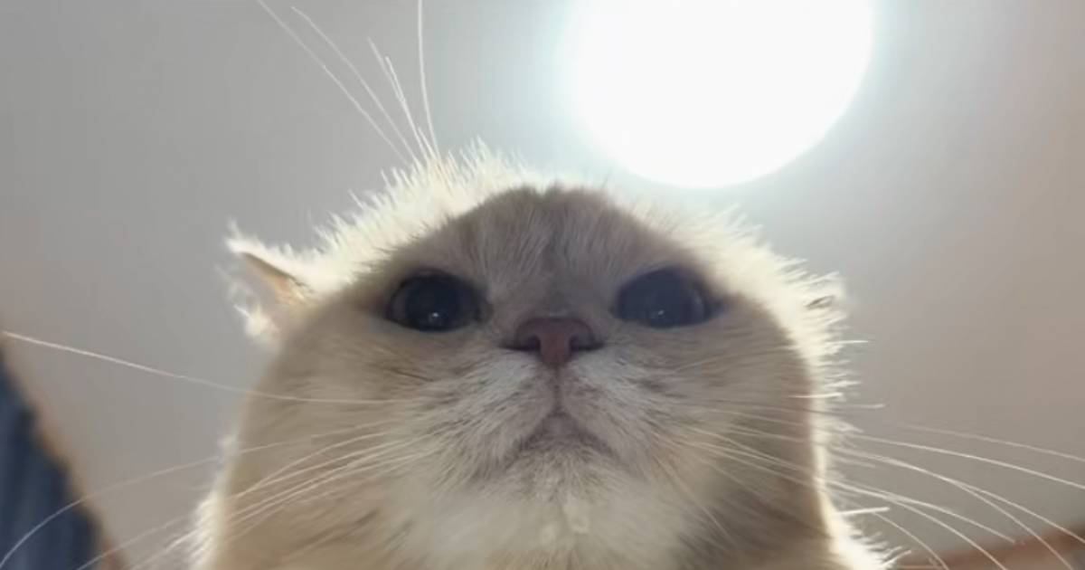 猫のご飯の時間に『寝たフリ』をしたら…笑撃の『ごはんと言いながらキレる姿』が246万再生「圧がすごいｗ」「絶対言ってるｗ」と爆笑の声