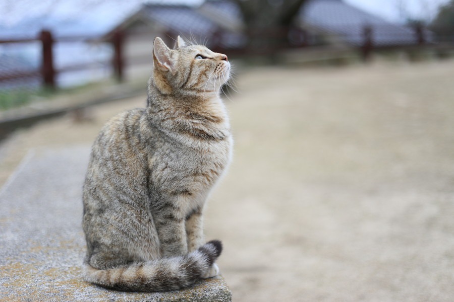 猫が猫背になる3つの理由