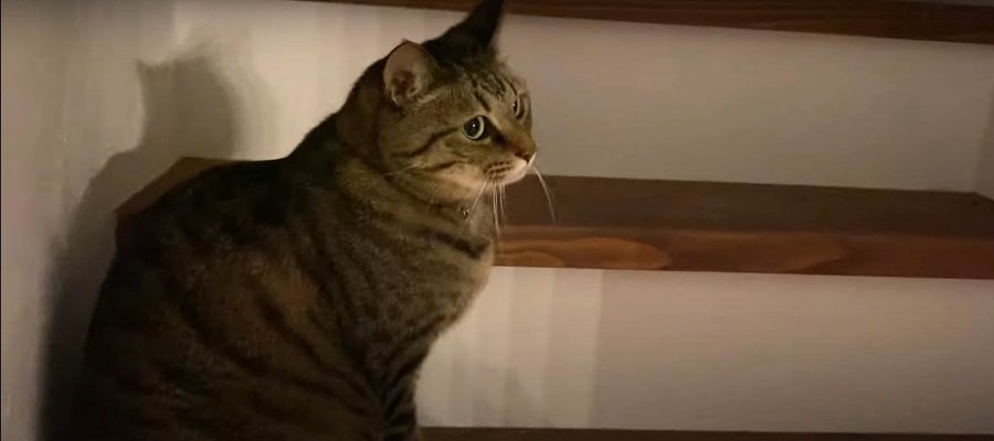 カミナリの音って怖いよね…。ビビり猫ブラザーズの逃走劇