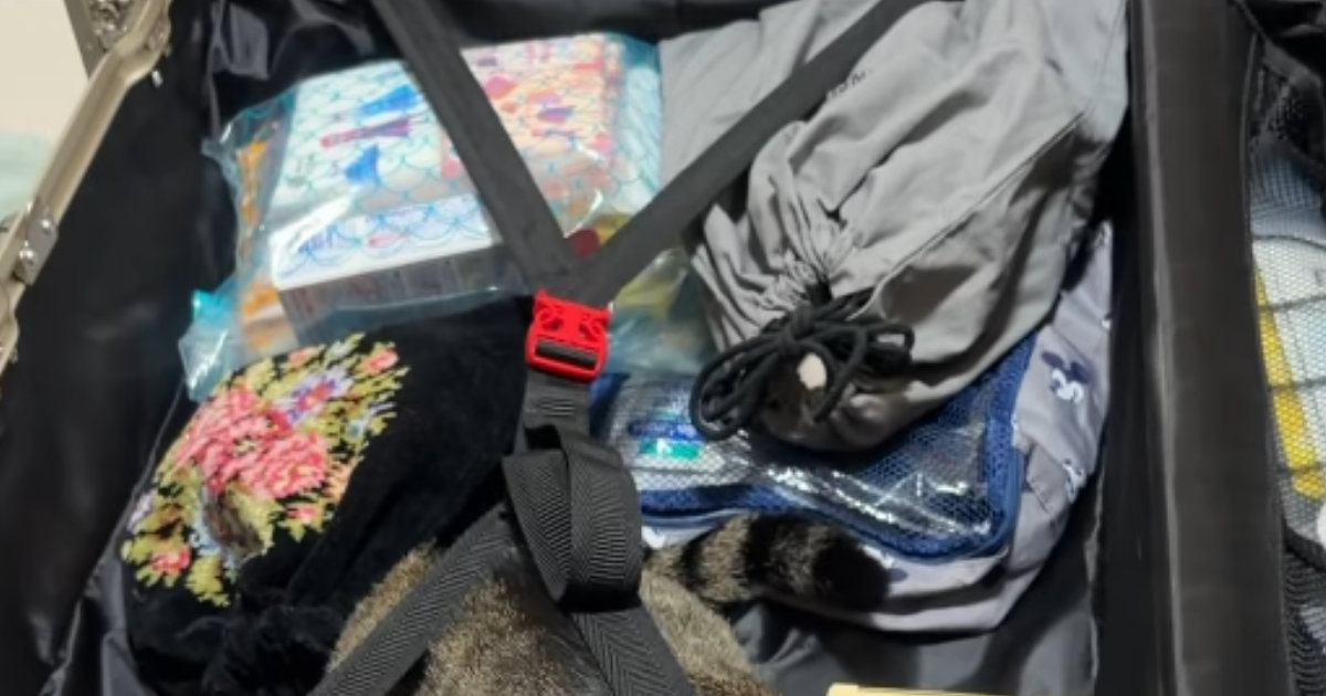 お姉ちゃんが『旅行の準備』をしていたら……猫がとった『可愛すぎる行動』に癒される人が続出「一緒に行きたいんだね」「みんな興味津々ｗ」